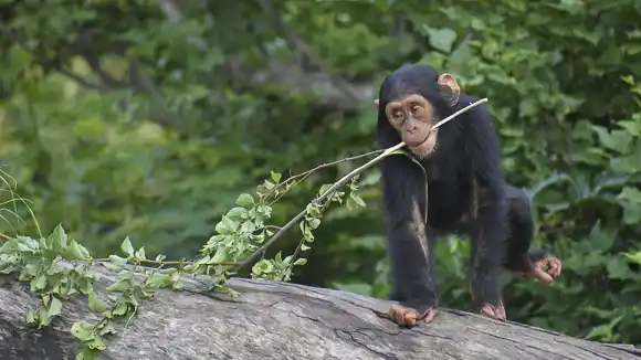 © Chimp Eden - www.chimpeden.com