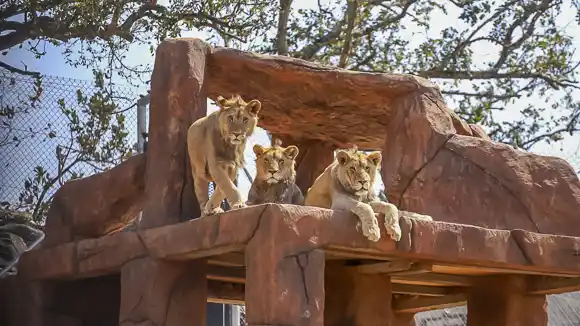 © Pumbaa Wildlife Park & Accommodation - www.pumbaawildlifepark.com