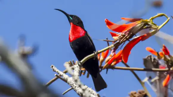 Christie’s at 32 on Russell